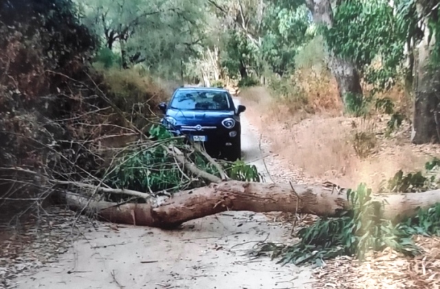 Strano fenomeno a Niscemi: caduta di alberi di Eucaliptus e Querce nel bosco di Ulmo