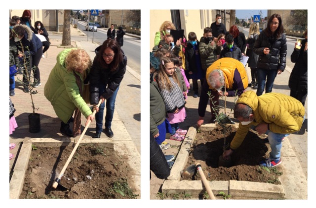 Un albero di ulivo, simbolo di unione fra i popoli, nella scuola della frazione di Granieri