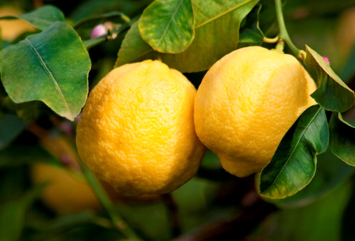 Kinder CereAlé Agrumi, ad aprile la merenda con i Limoni di Siracusa Igp