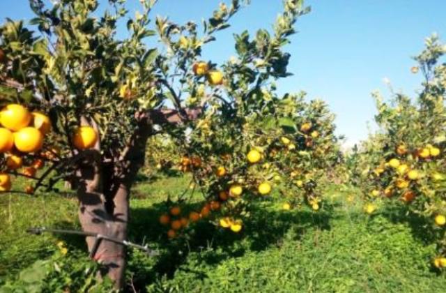 Regione Siciliana. Agricoltura, ristori fino a 15 mila euro alle imprese colpite dal lockdown