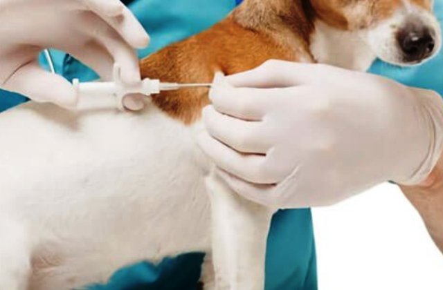 Caltagirone. Microchip agli animali d’affezione con più di 2 mesi: ordinanza fissa al 31.12.2022 il termine in cui provvedere ed evitare sanzioni