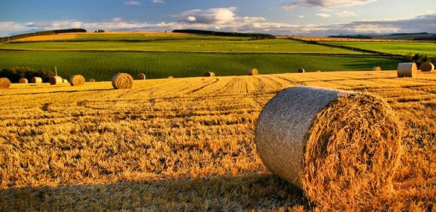 Primo insediamento in agricoltura di Ismea: Via libera al bando 2018 