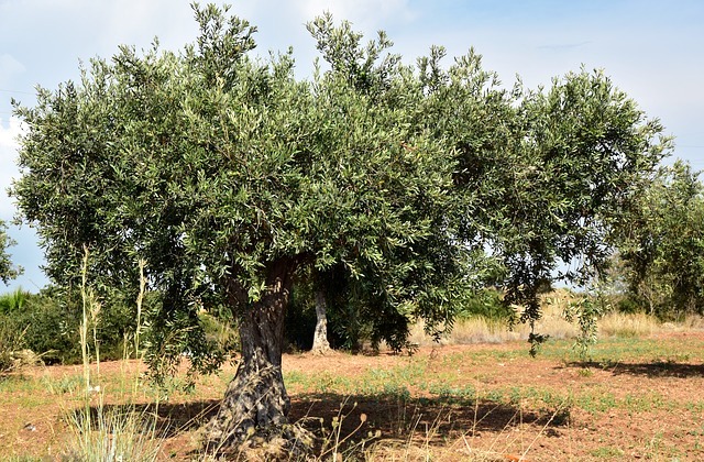 Convegno oggi, a Cammarata: “Le potenzialità dell’olivicoltura delle aree interne: concentrare l’offerta attraverso grandi O.P.”