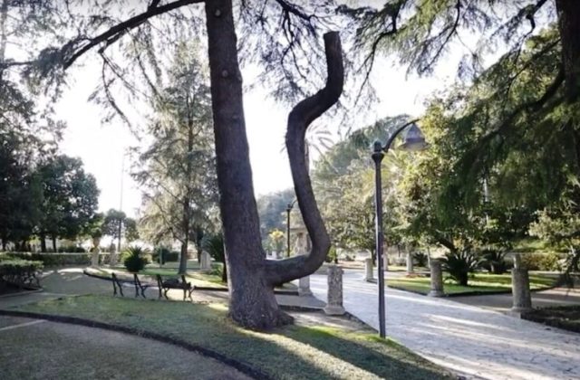 Caltagirone. Villa comunale: valorizzazione e promozione del famoso "Albero della Sposa"