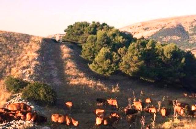 Agricoltura in Sicilia, fondo da 50 milioni per imprenditori colpiti da crisi per conflitto Russi