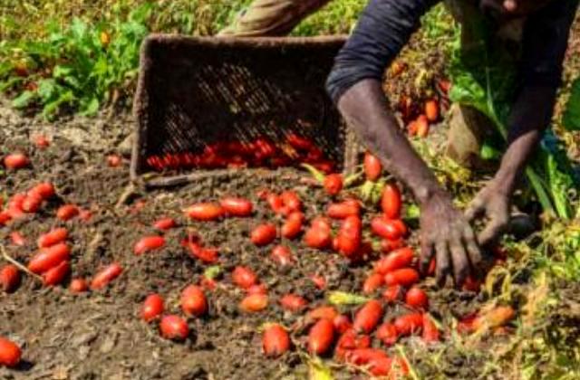 Contrasto al caporalato: oggi, martedì 4 ottobre, un incontro ad Agrigento della Regione Siciliana (Diritti negli occhi - Su.pr.Eme. Italia)