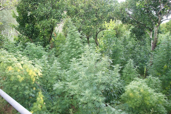 Barrafranca, scoperte due serre da 400 kg di marijuana