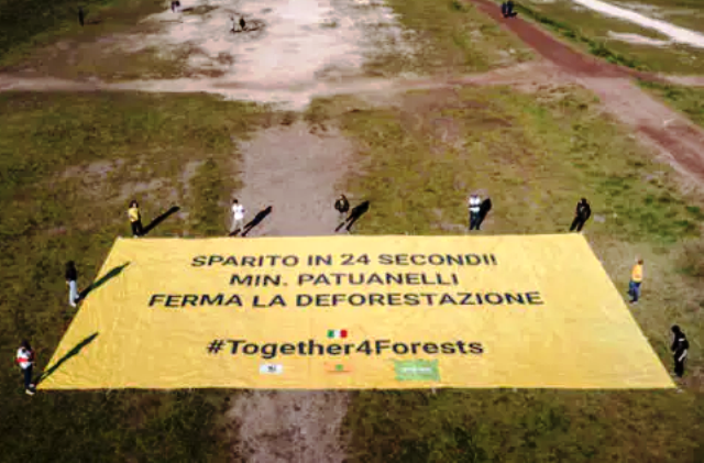 Wwf, Greenpeace e Legambiente chiedono al ministro Patuanelli un maggiore impegno per fermare la deforestazione. 