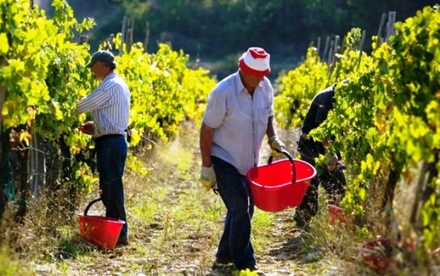 Emergenza Coronavirus. Agricoltura: i parenti possono lavorare nei campi