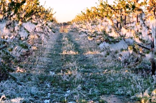 Danni provocati a colture agricole da gelate fine gennaio: sindaco Caltagirone chiede stato di calamità naturale 