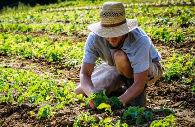 Psr Sicilia, insediati 1.710 giovani neoimprenditori agricoli