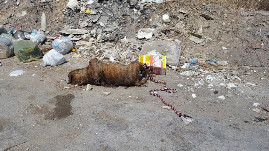 Orrore a Gela: cane trascinato vivo in auto