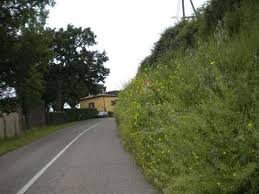 Caltagirone, ordinanza per la corretta manutenzione della vegetazione lungo le strade