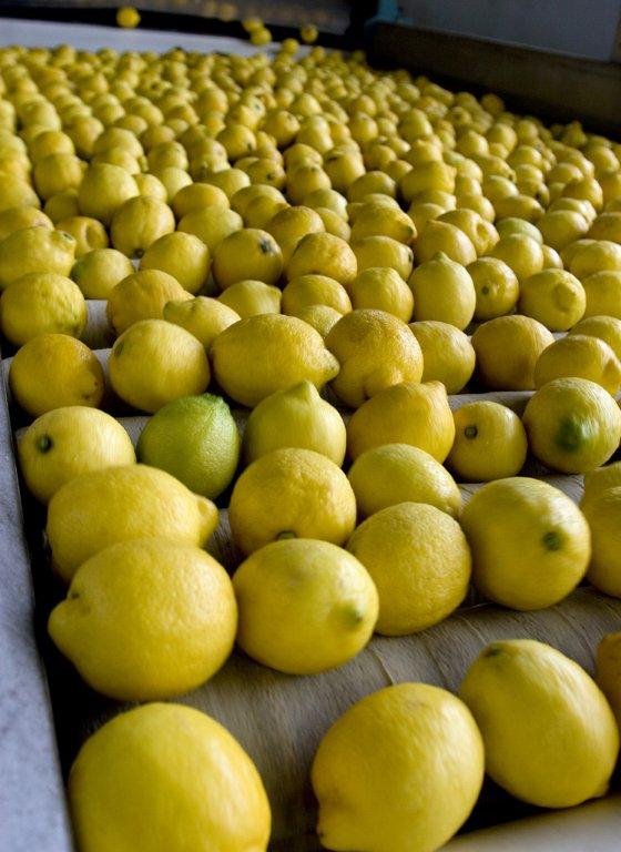 Sicilia, limoni mercato incomprensibile