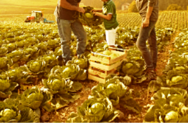 Prestiti facili fino al 7 giugno in agricoltura. Altri sei mesi per le garanzie Ismea sul credito. Anche a causa della guerra