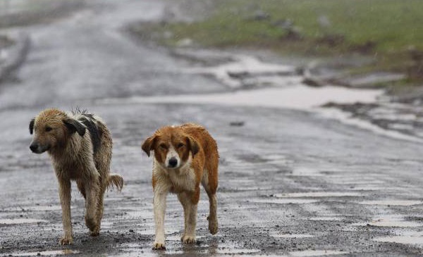 Cani randagi, task force fra Comune e Asp