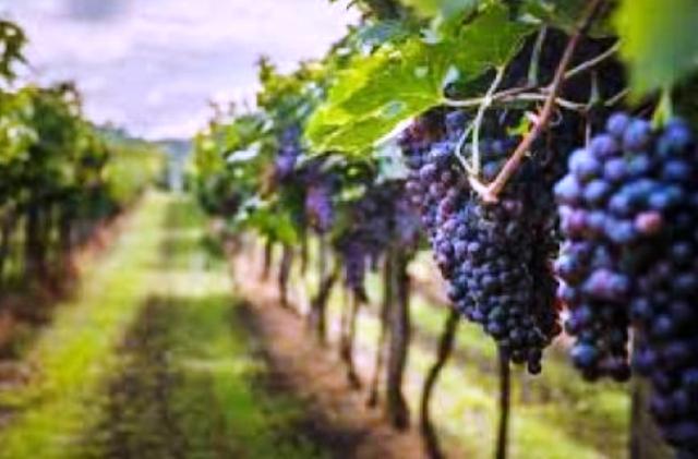 Regione. Agricoltura, bando OCM Vino 2022/23: 5 milioni per promozione dei mercati extra Ue