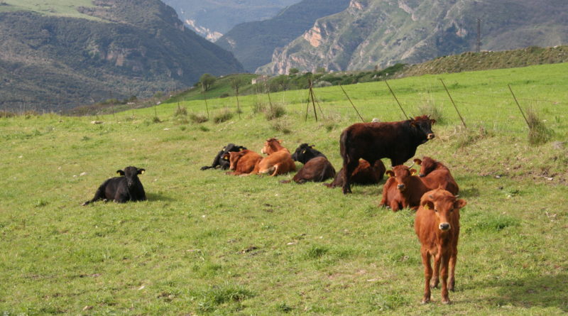 Via libera dal governo alla riorganizzazione della zootecnia