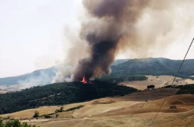 Incendi in Sicilia, pubblicato avviso di Regione per acquisto fieno agli allevatori danneggiati