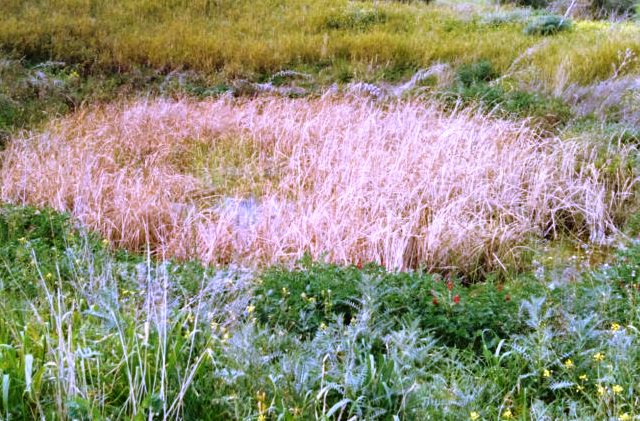 Psr Sicilia, bando per interventi per i terreni danneggiati da calamità naturali